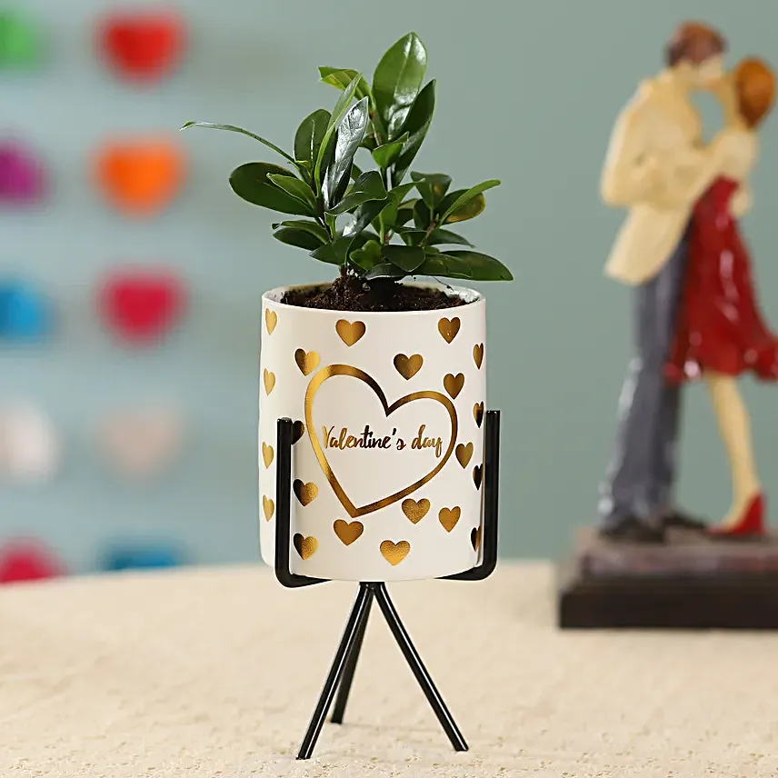 Ficus Plant in White Pot
