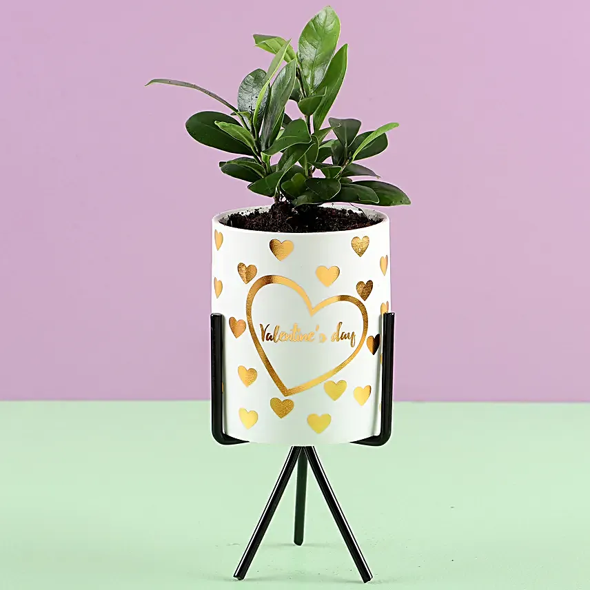 Ficus Plant in White Pot