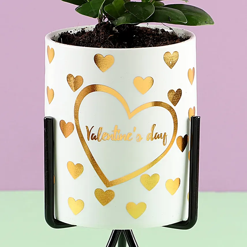 Ficus Plant in White Pot