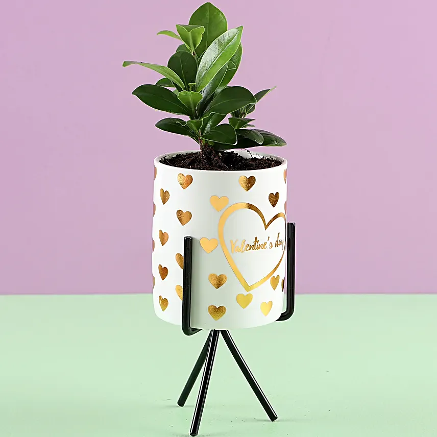 Ficus Plant in White Pot