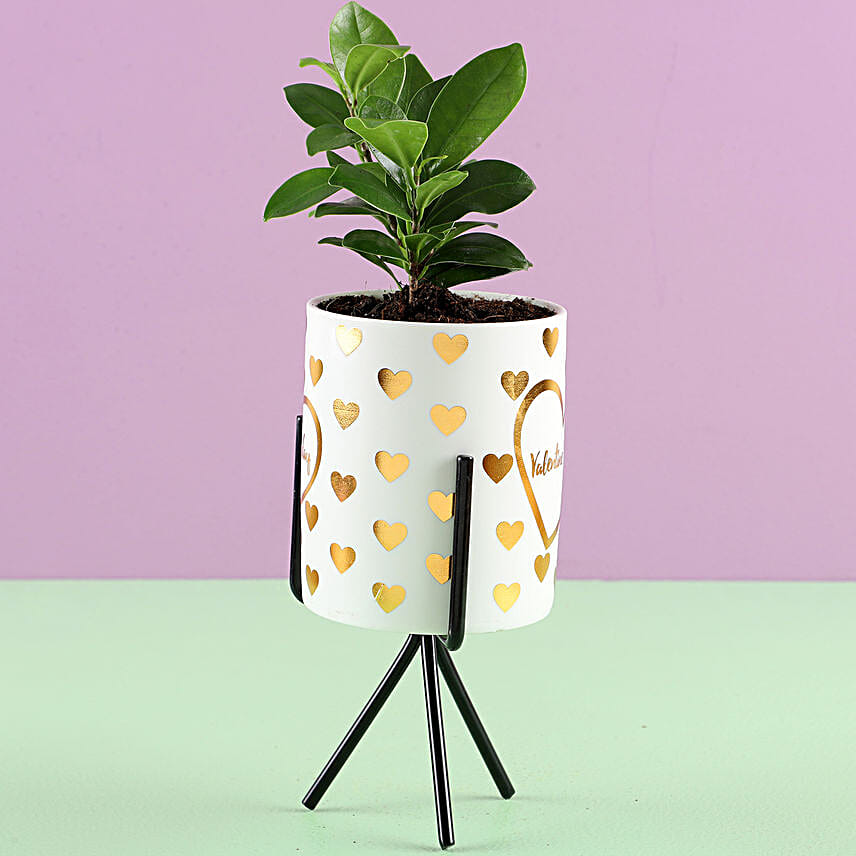 Ficus Plant in White Pot