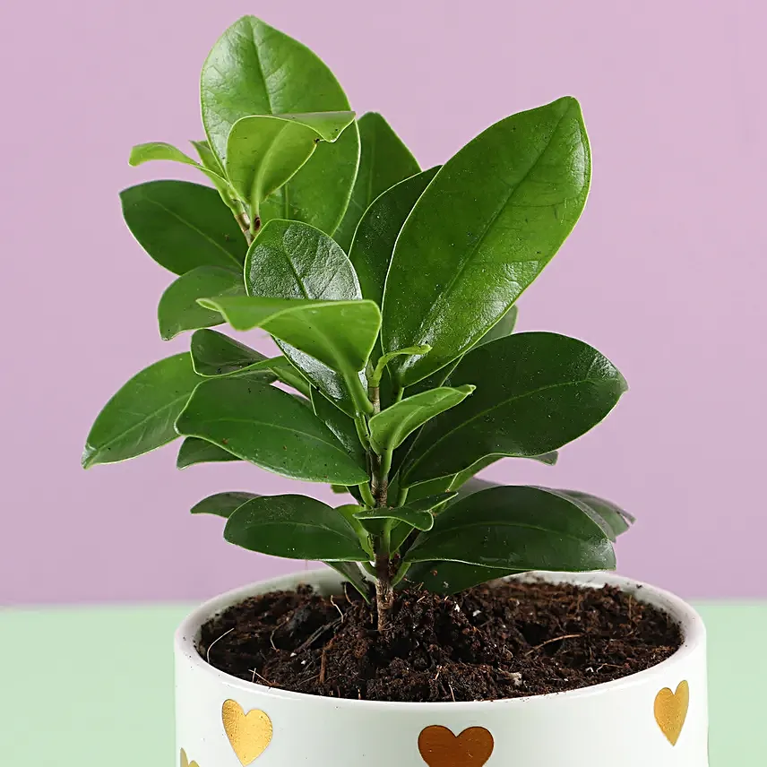 Ficus Plant in White Pot