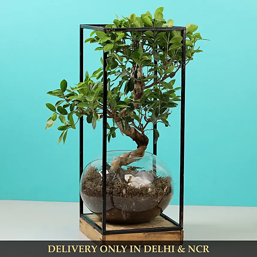 s shaped bonsai