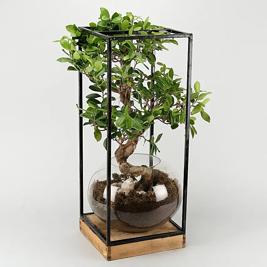 s shaped bonsai
