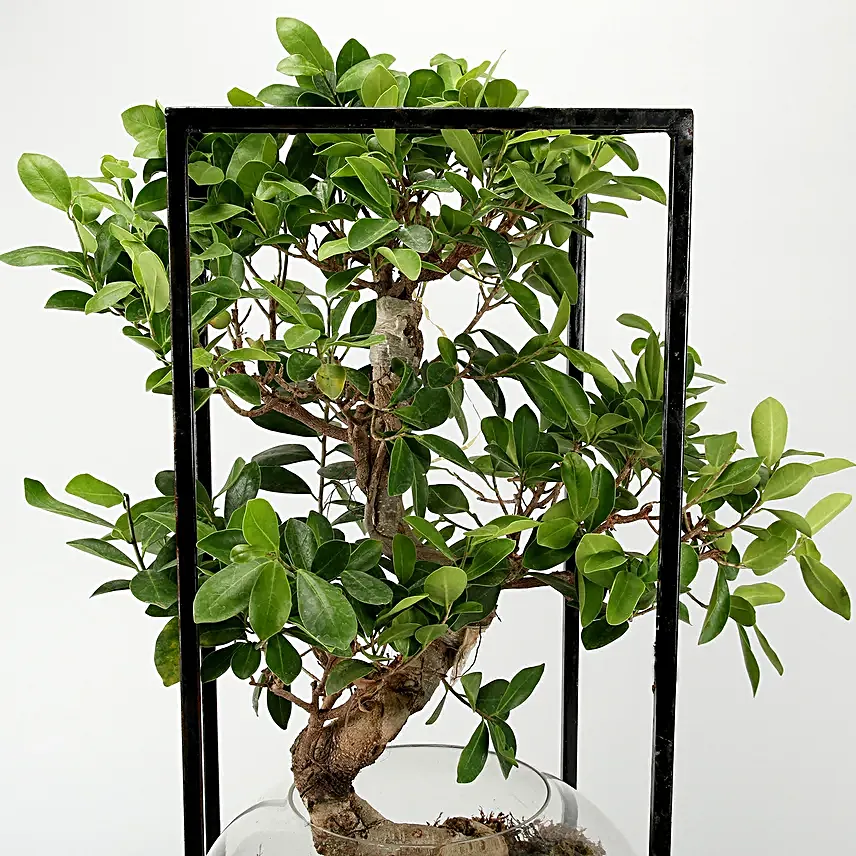 s shaped bonsai