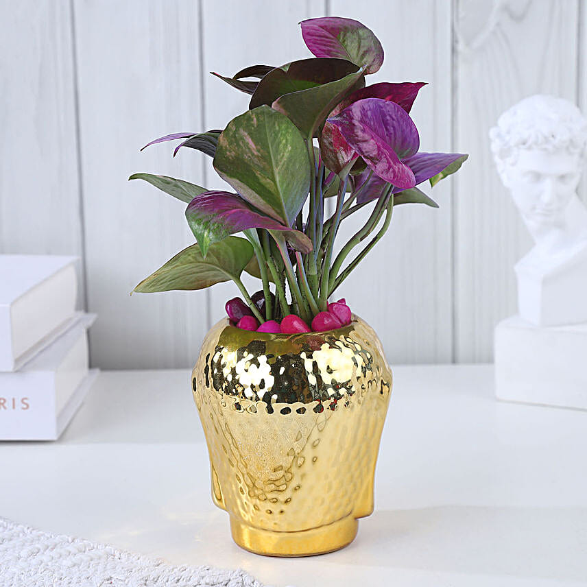 Flourishing Love Plant N Rakhi Set