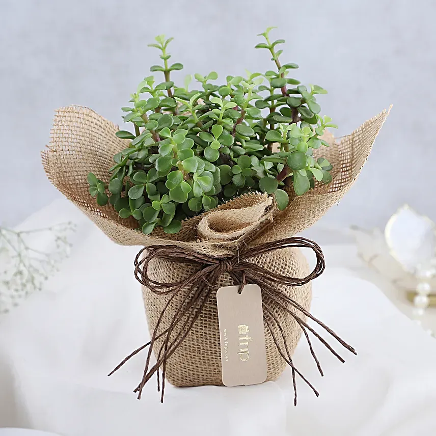 Forever Grateful To You Mom Jade Plant Pot