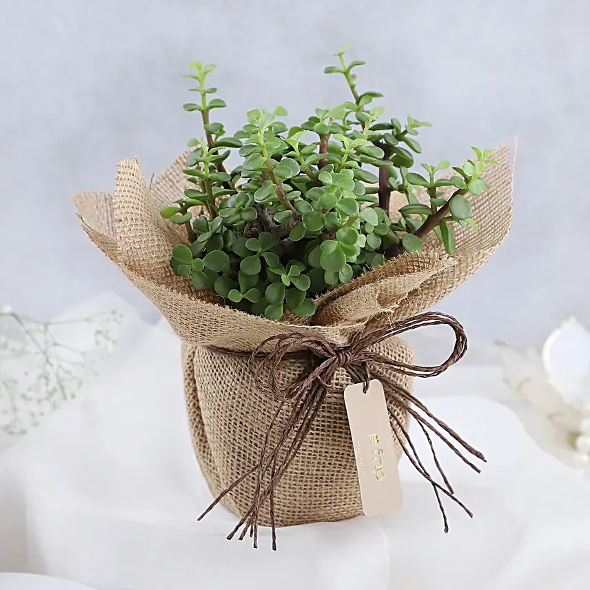 Forever Grateful To You Mom Jade Plant Pot