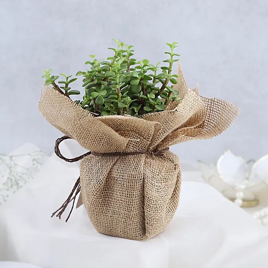 Forever Grateful To You Mom Jade Plant Pot