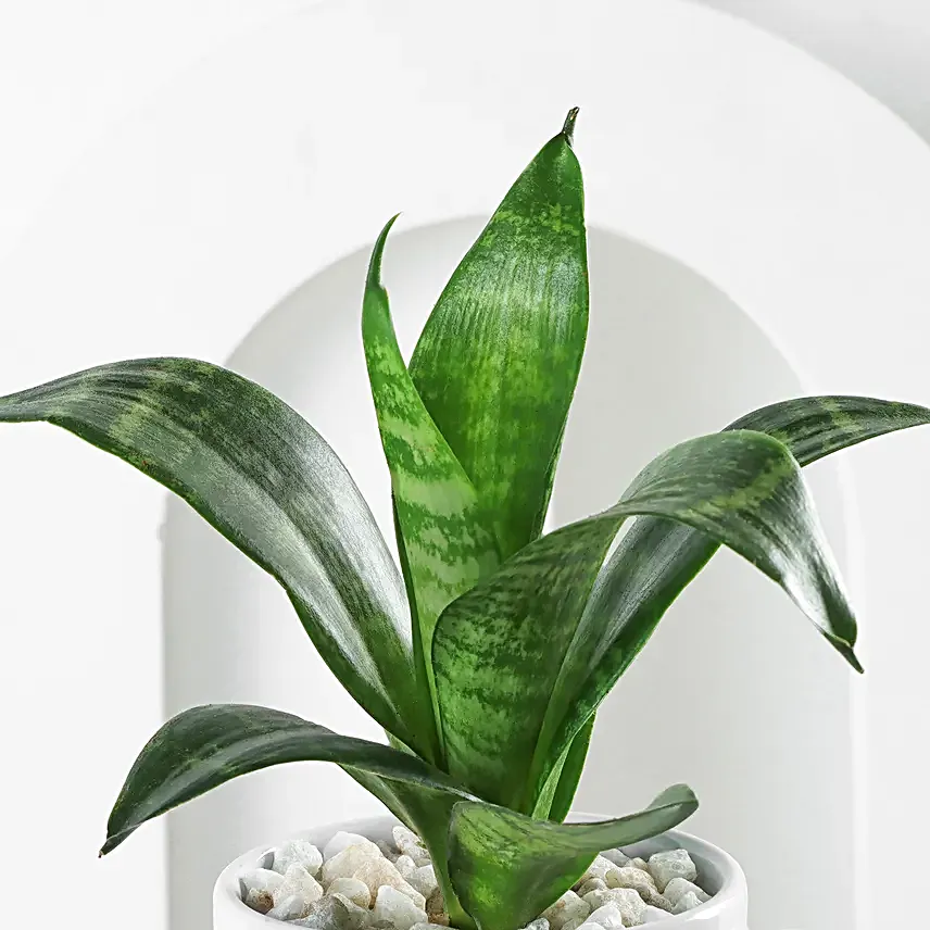 Forever Rooted In Love Plant Duo