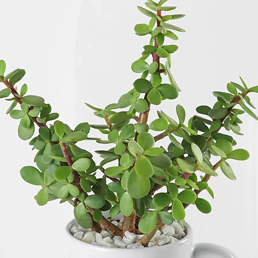 Forever Rooted In Love Plant Duo