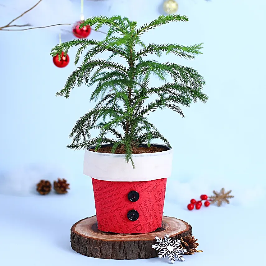 Garden Araucaria Bonsai Plant Santa Pot