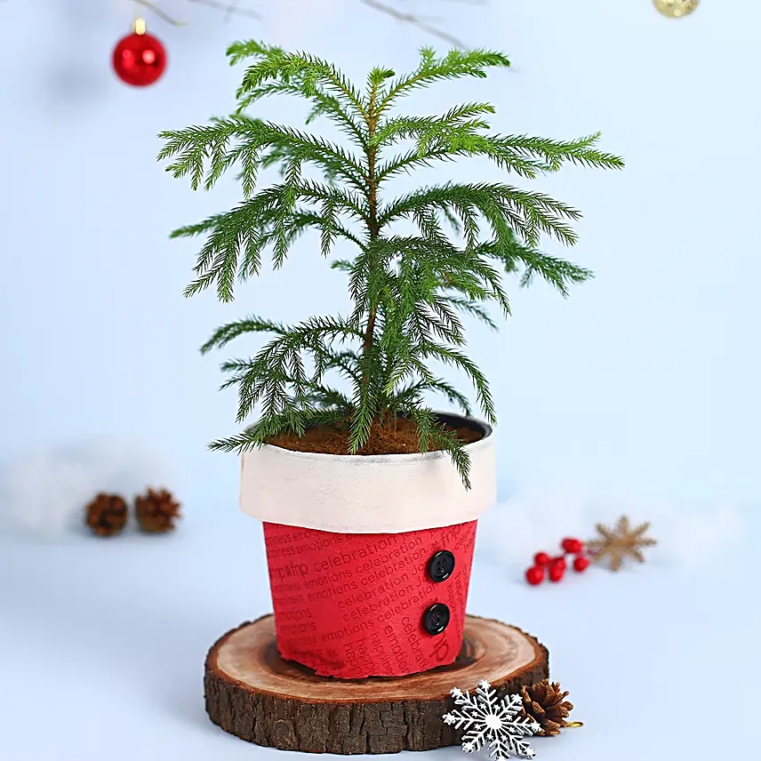 Garden Araucaria Bonsai Plant Santa Pot