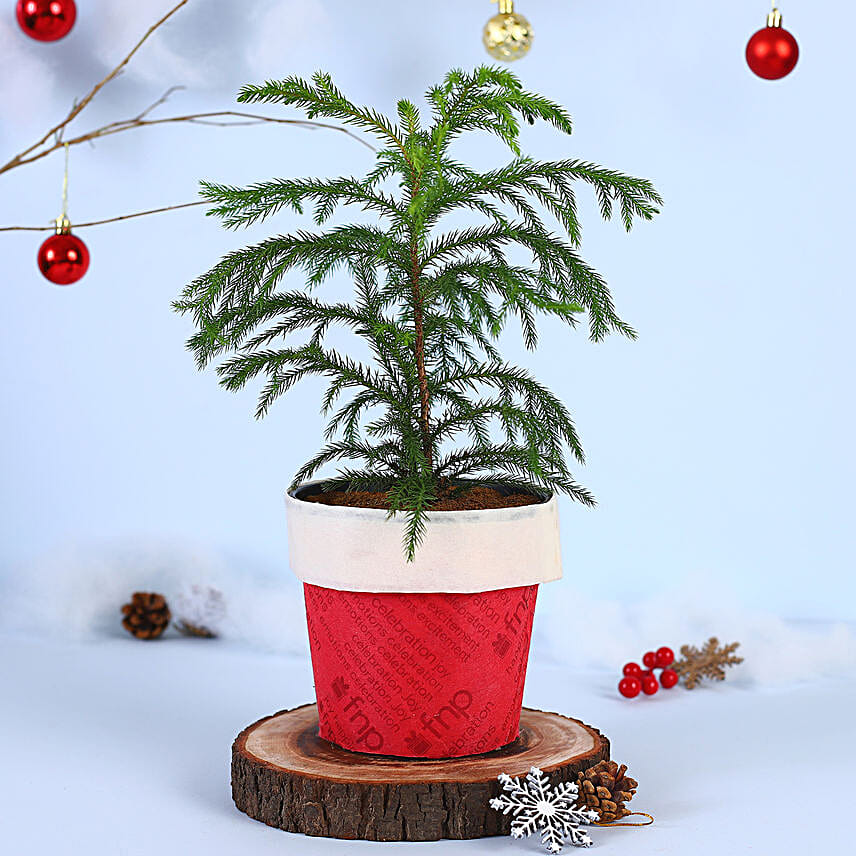 Garden Araucaria Bonsai Plant Santa Pot