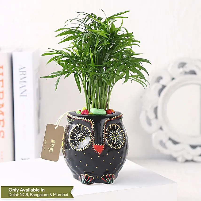 Gift of Fresh Air With Chamaedorea Plant
