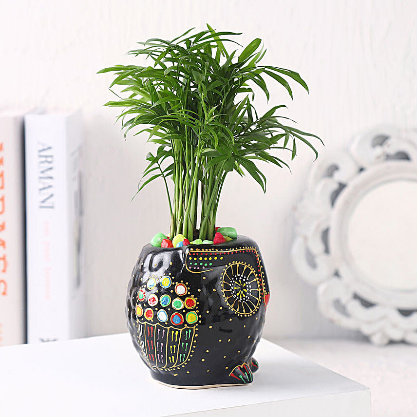 Gift of Fresh Air With Chamaedorea Plant