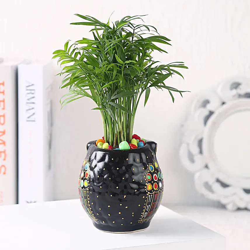 Gift of Fresh Air With Chamaedorea Plant