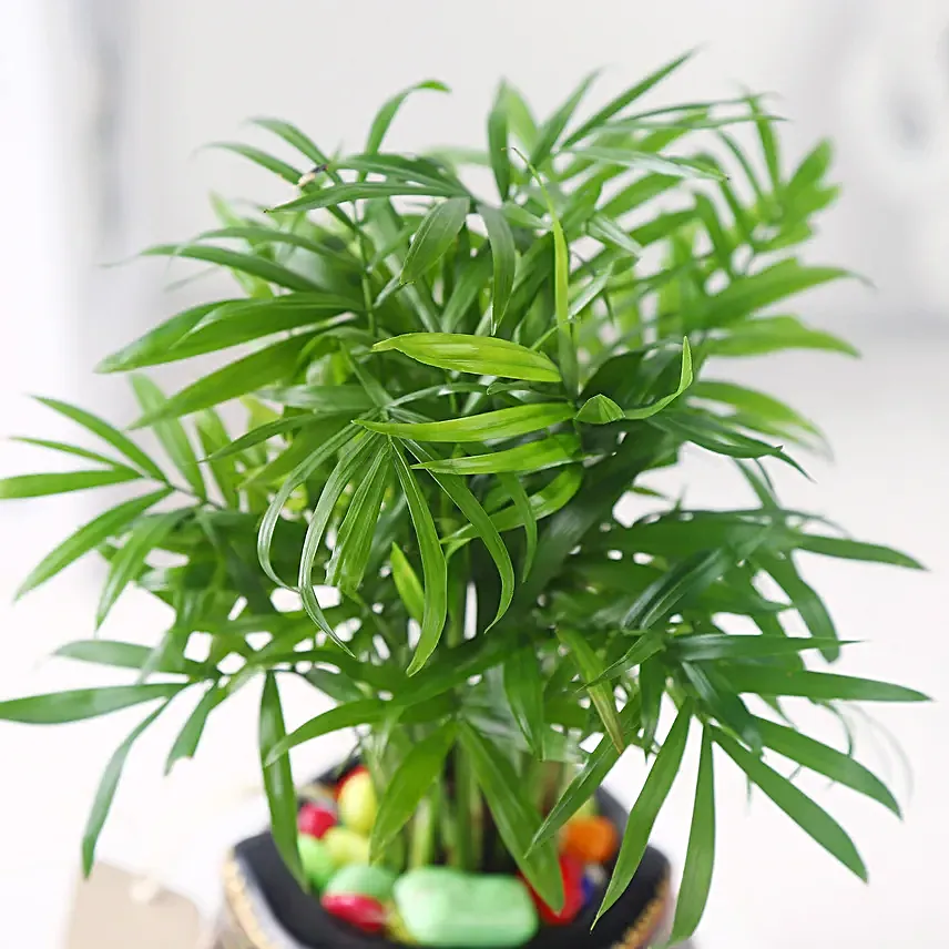 Gift of Fresh Air With Chamaedorea Plant