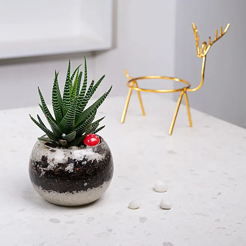 Glass Bowl Succulent Terrarium