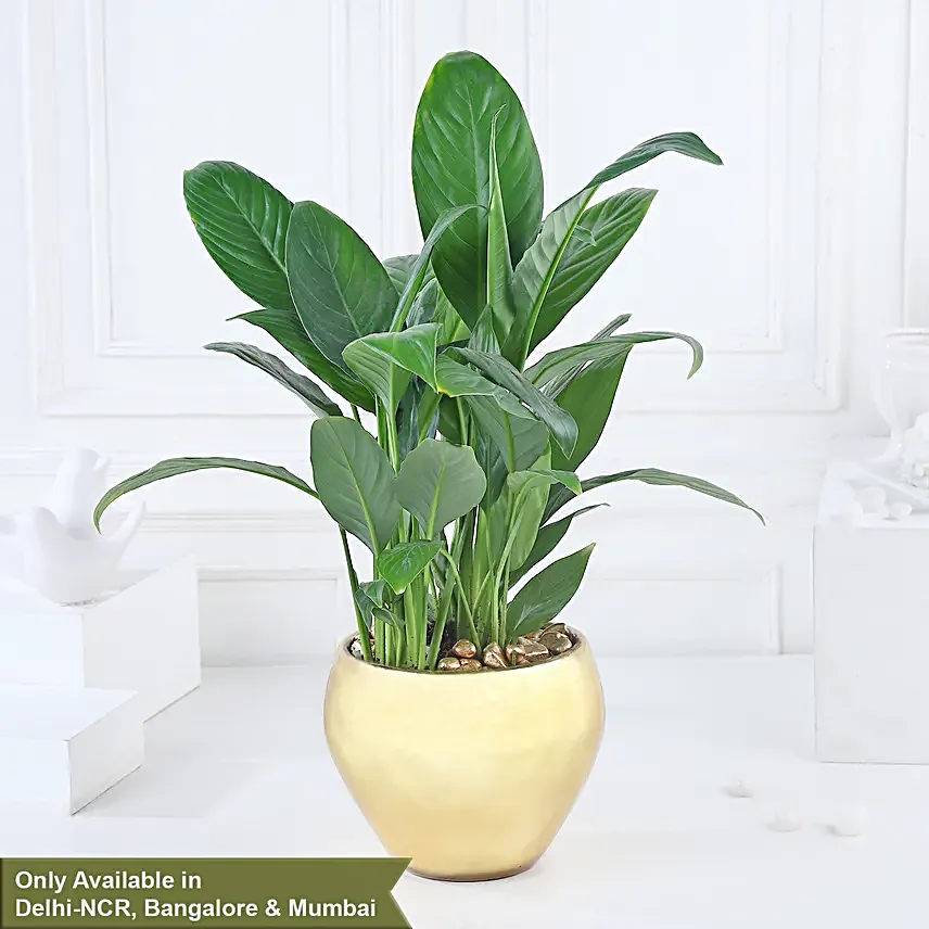 Gold Harmony with Peace Lily