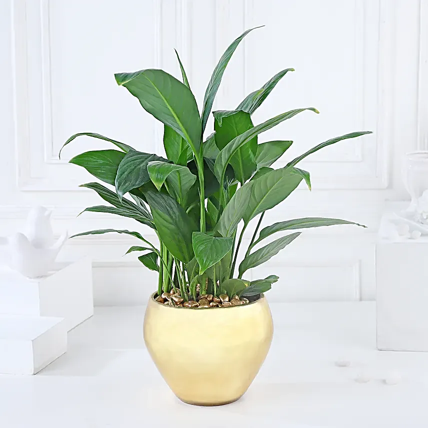 Gold Harmony with Peace Lily