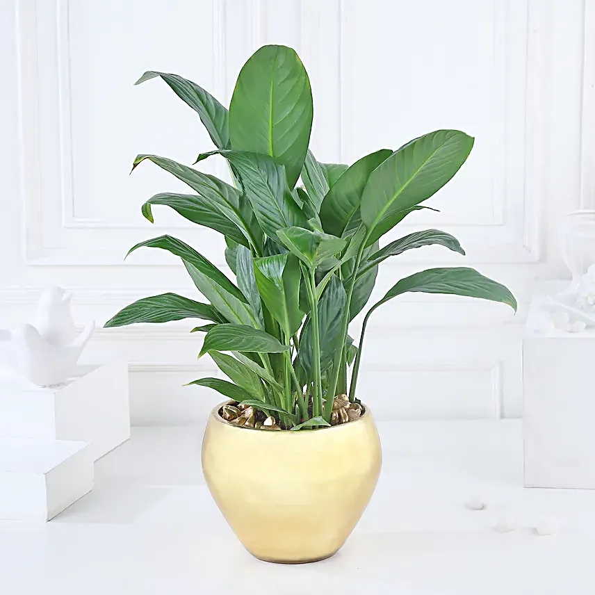 Gold Harmony with Peace Lily
