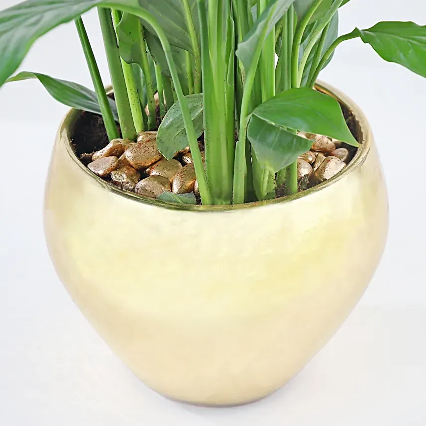 Gold Harmony with Peace Lily