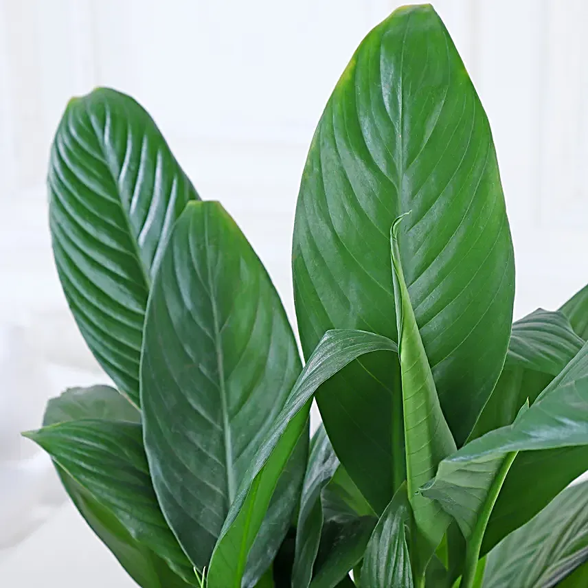 Gold Harmony with Peace Lily