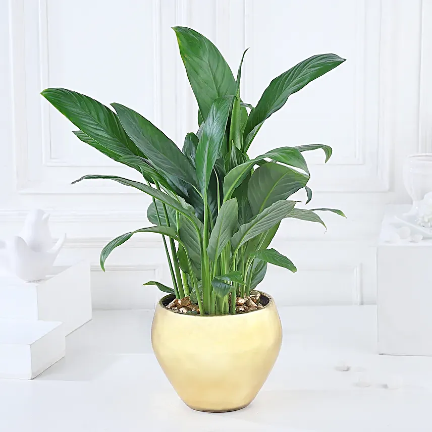 Gold Harmony with Peace Lily