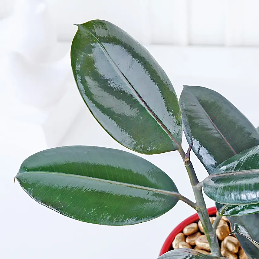 Gold Haven Rubber Plant Oasis