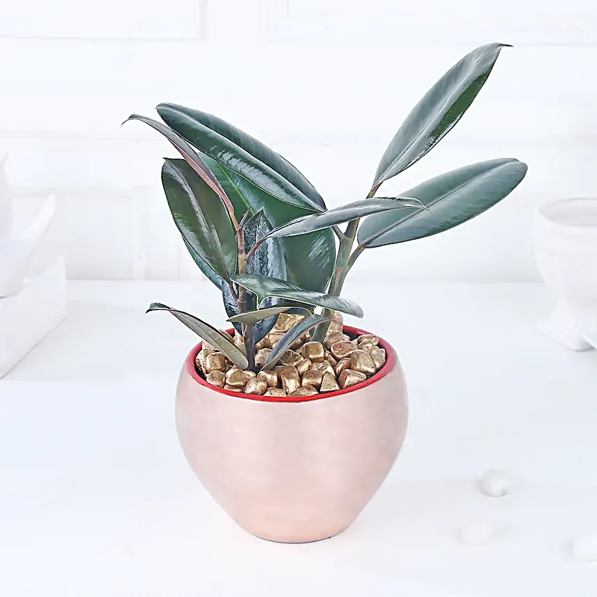 Gold Haven Rubber Plant Oasis