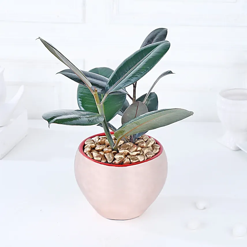 Gold Haven Rubber Plant Oasis