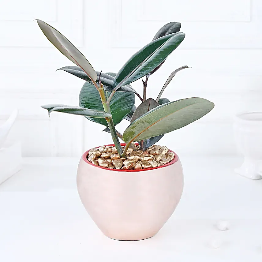 Gold Haven Rubber Plant Oasis