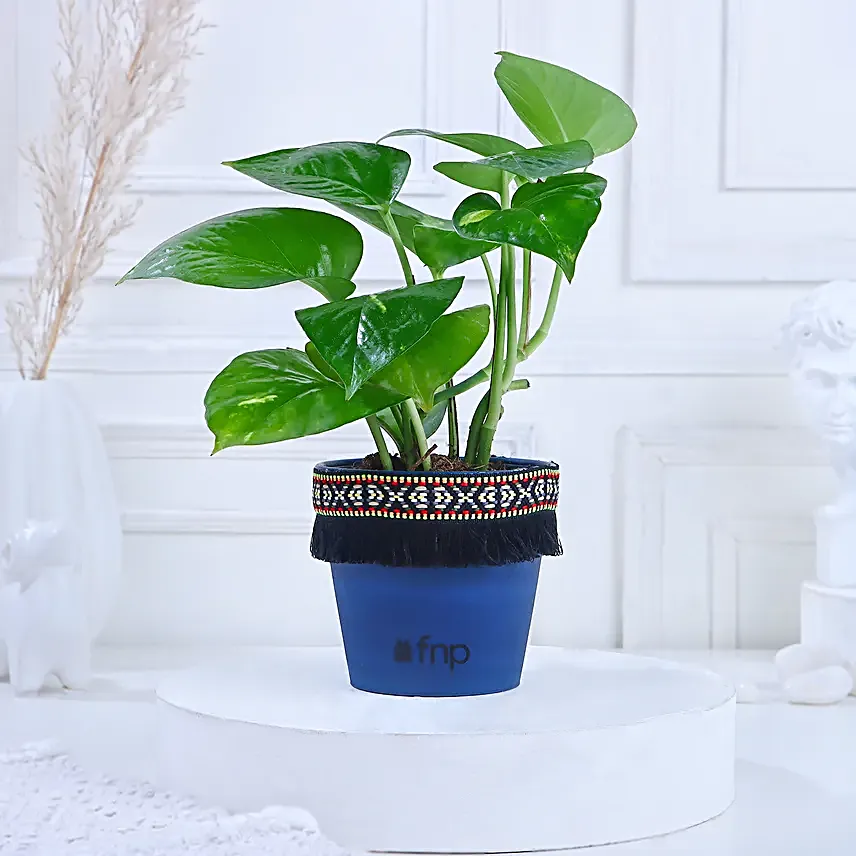 Small Money Plant Online