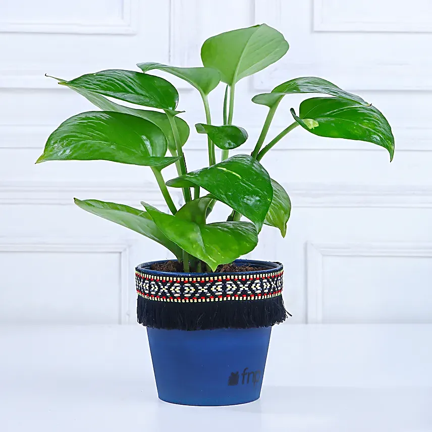 Small Money Plant Online