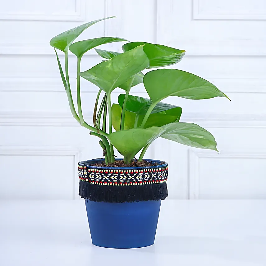Small Money Plant Online
