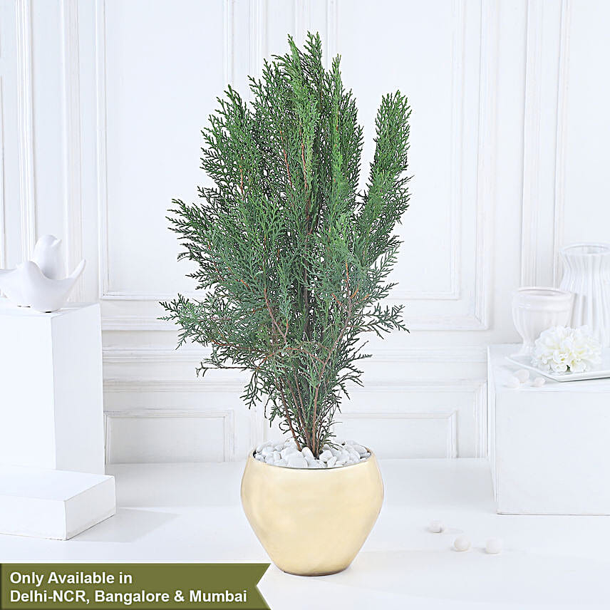Golden Glow Thuja Green Ensemble