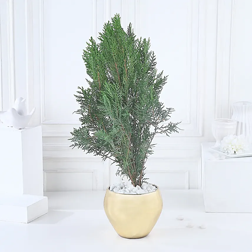 Golden Glow Thuja Green Ensemble