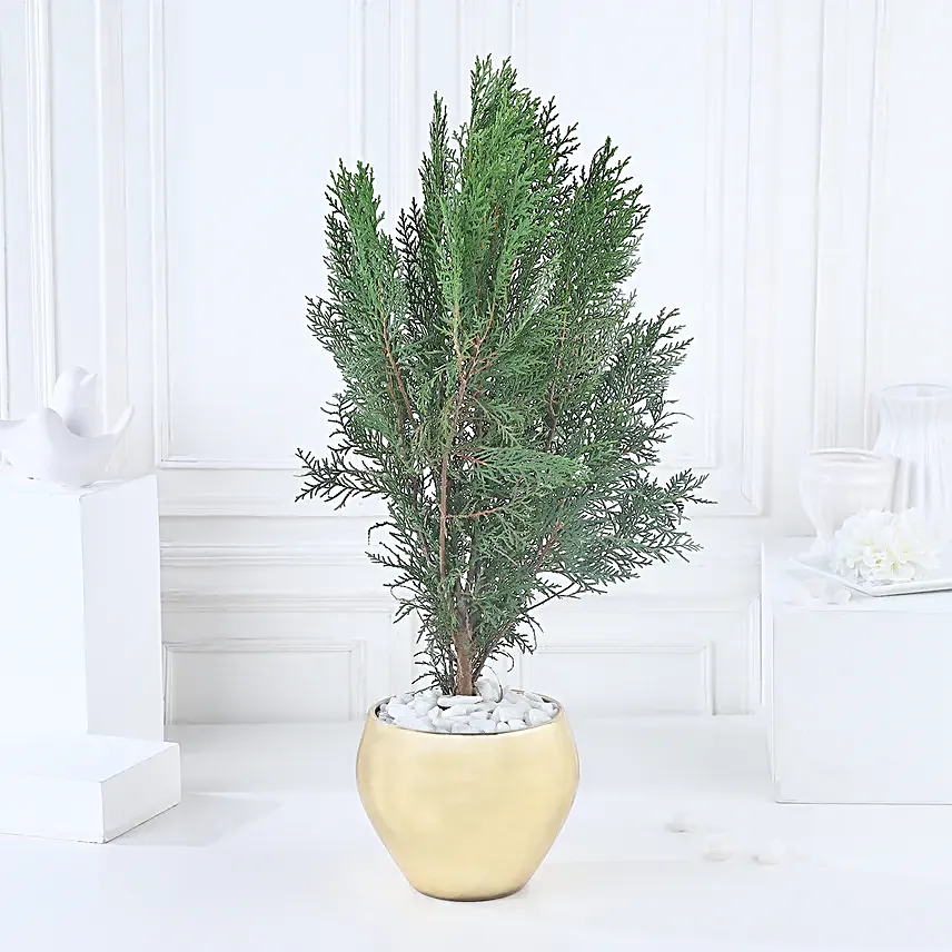 Golden Glow Thuja Green Ensemble