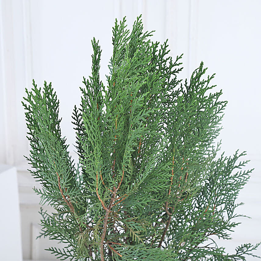 Golden Glow Thuja Green Ensemble