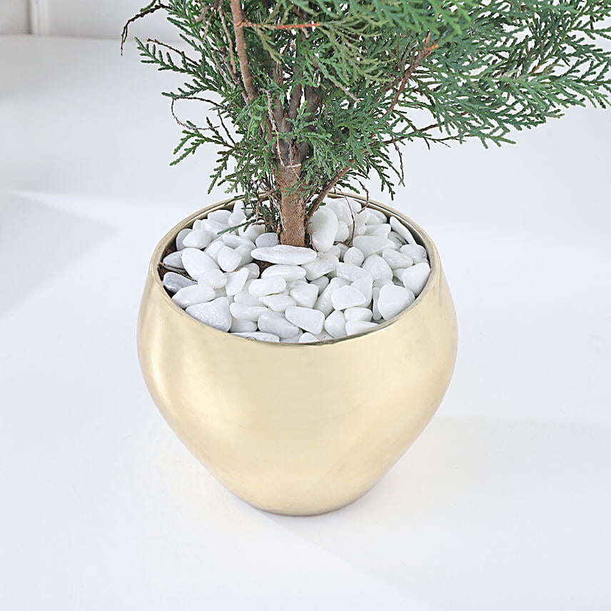 Golden Glow Thuja Green Ensemble