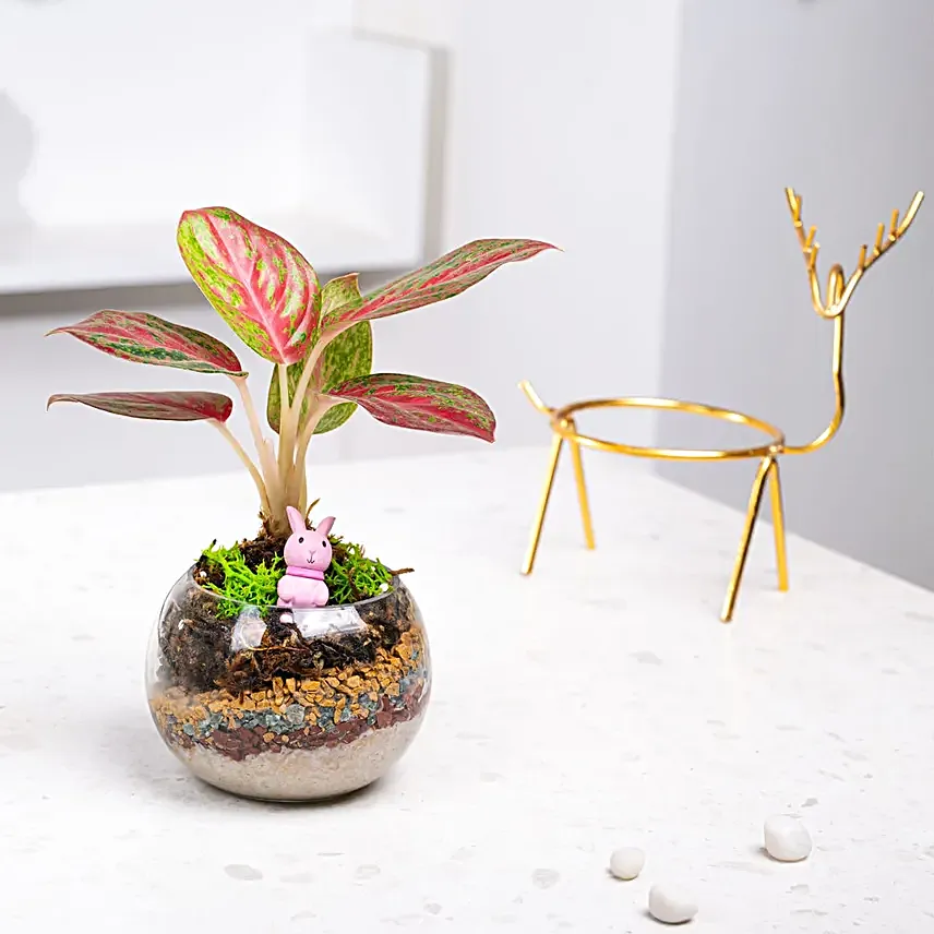 Golden Grace Kokedama