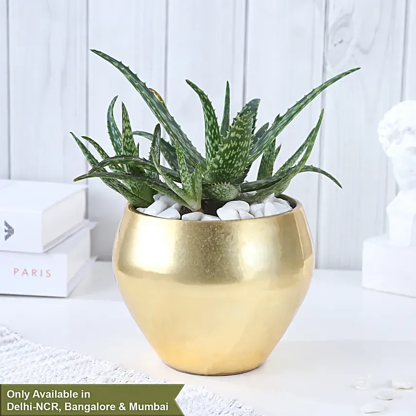Golden Health with Aloe Vera Harmony