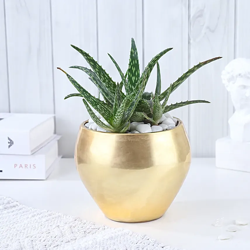 Golden Health with Aloe Vera Harmony
