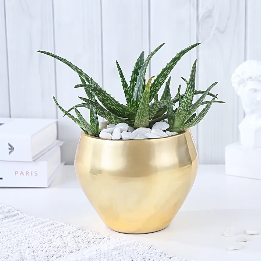 Golden Health with Aloe Vera Harmony
