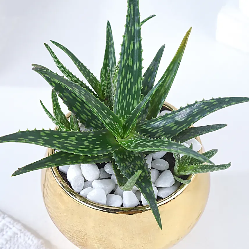 Golden Health with Aloe Vera Harmony