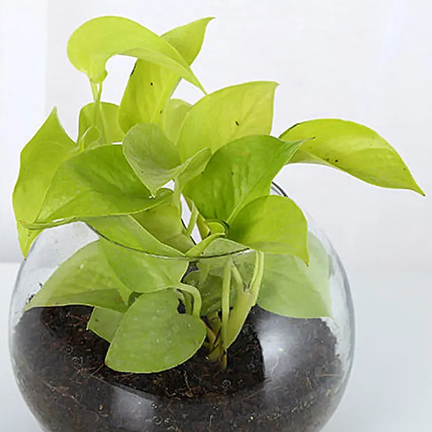 Online Money Plant