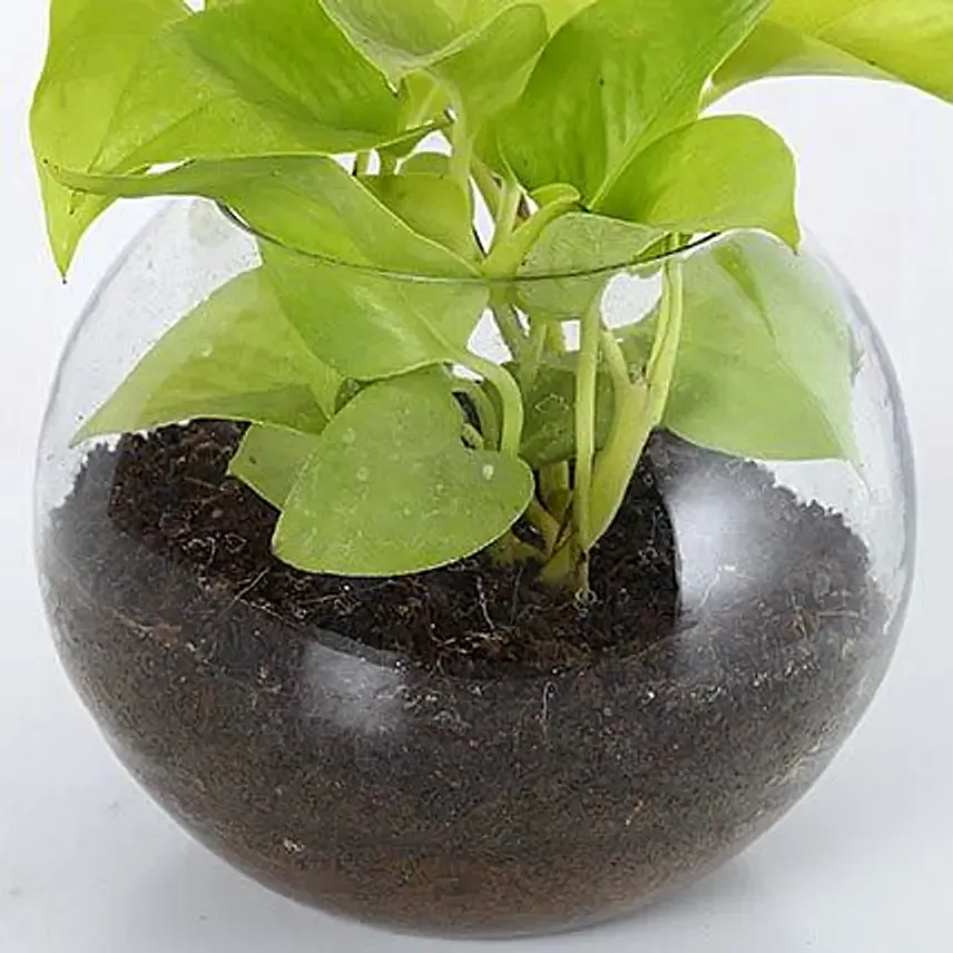 Online Money Plant
