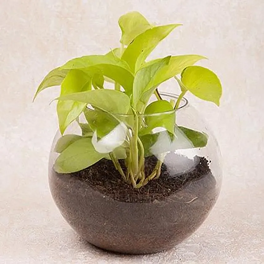 Online Money Plant