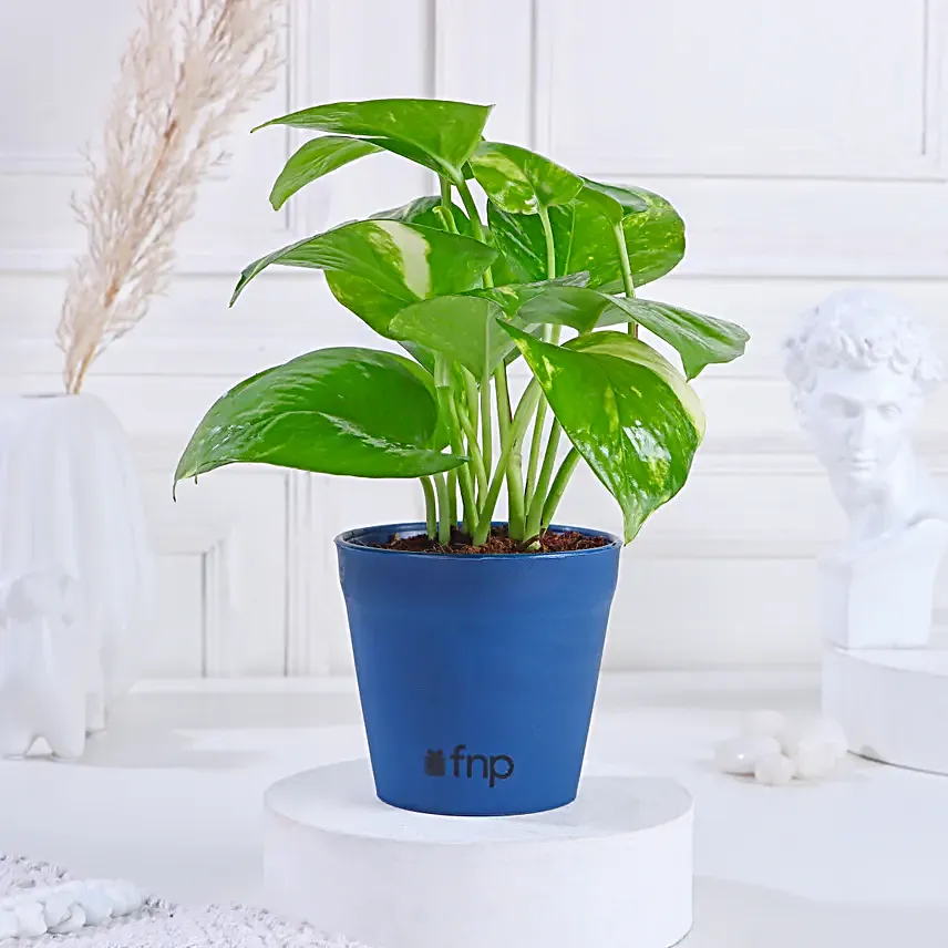 lovely golden money plant for home